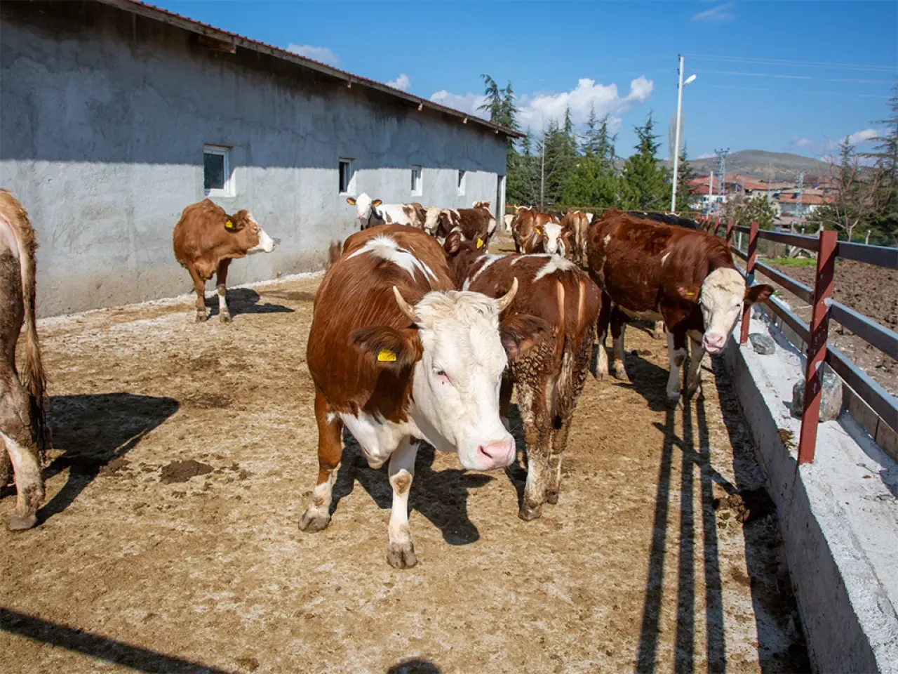 Amasya'da Yemden Verime Kritik Destek 3