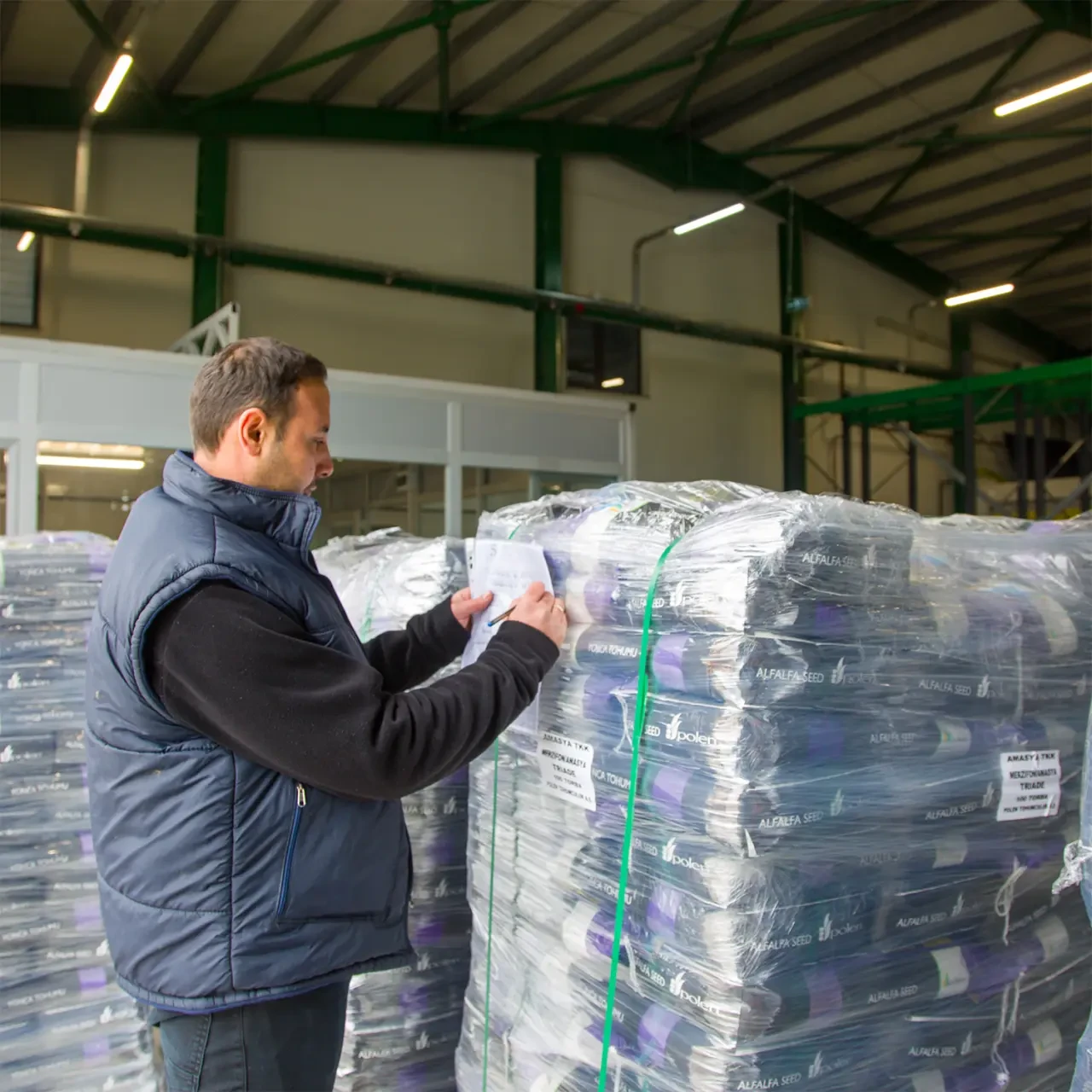 Merzifon Merkezli Dev Proje: Sözleşmeli Yonca Ekimi 1