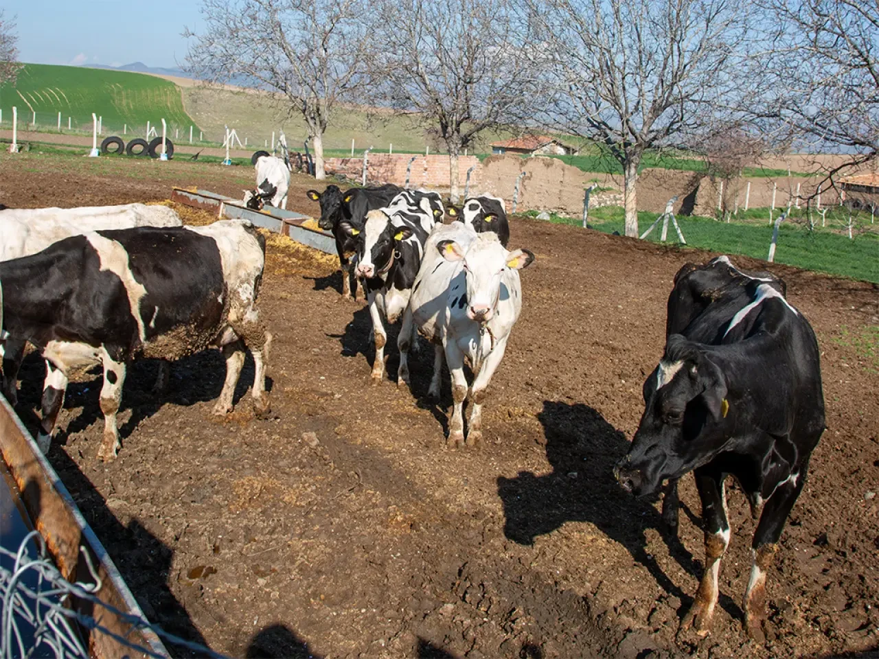Amasya’da “Köyümde Yaşamak İçin Bir Sürü Nedenim Var” Projesi 2