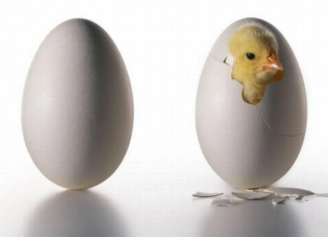 Rüyada Civciv Görmek Ne Anlama Gelir? Bereket, Yeni Başlangıçlar ve Müjdeli Haberlerin Habercisi 2