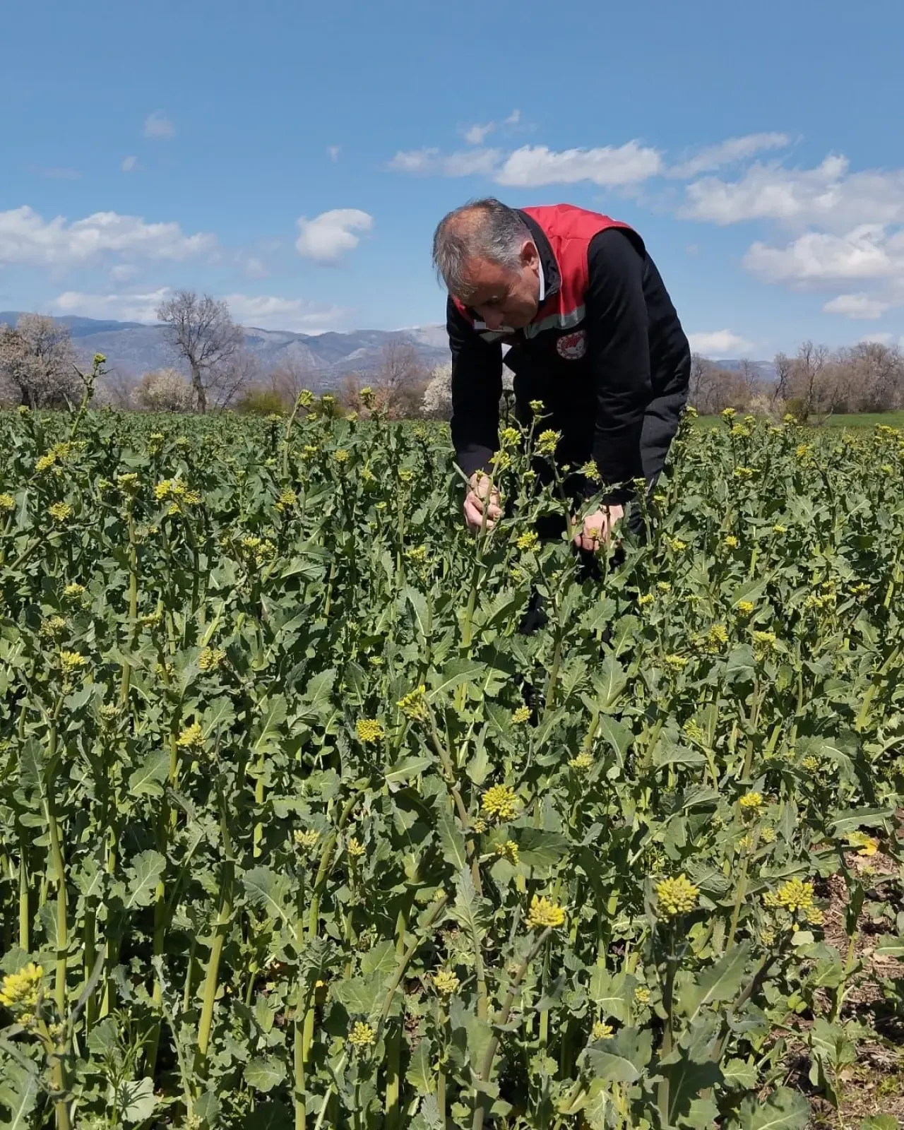 Hamamözü’nde Kanola! 2