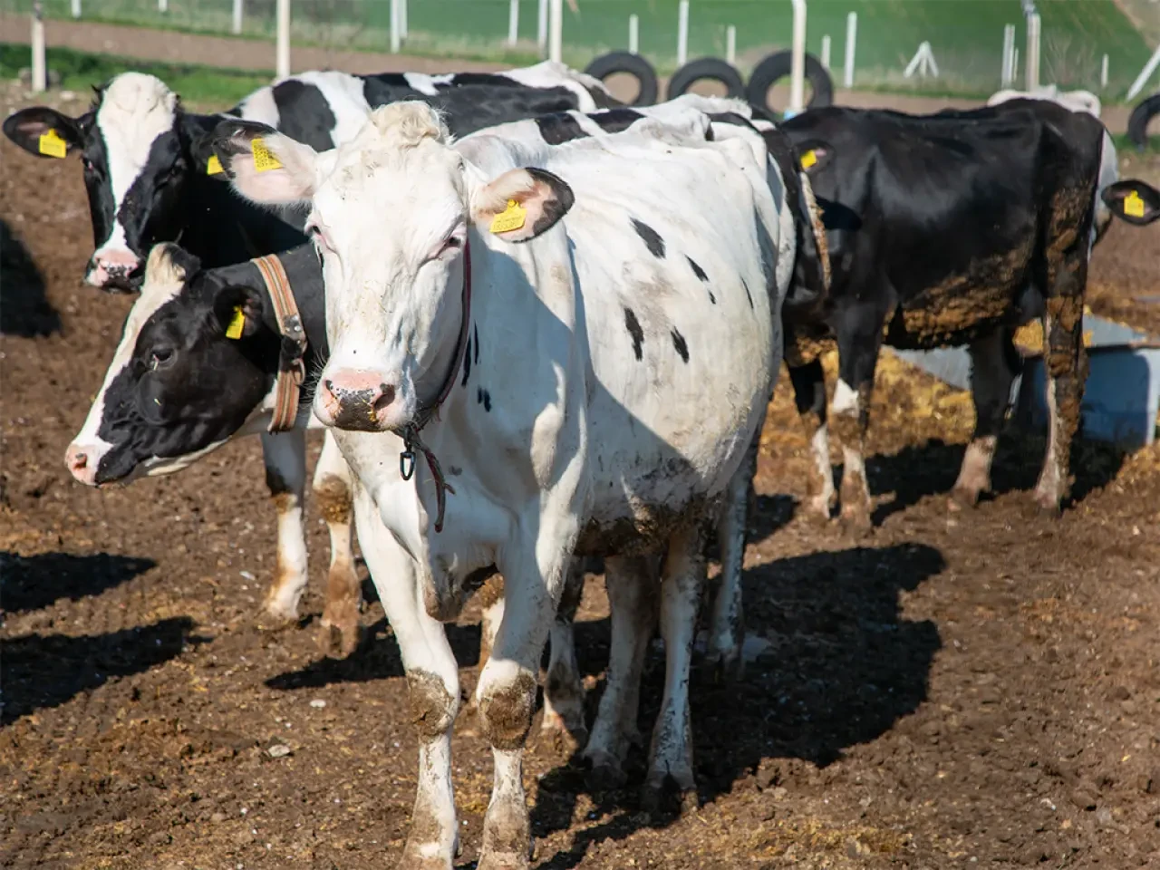Amasya’da “Köyümde Yaşamak İçin Bir Sürü Nedenim Var” Projesi 1