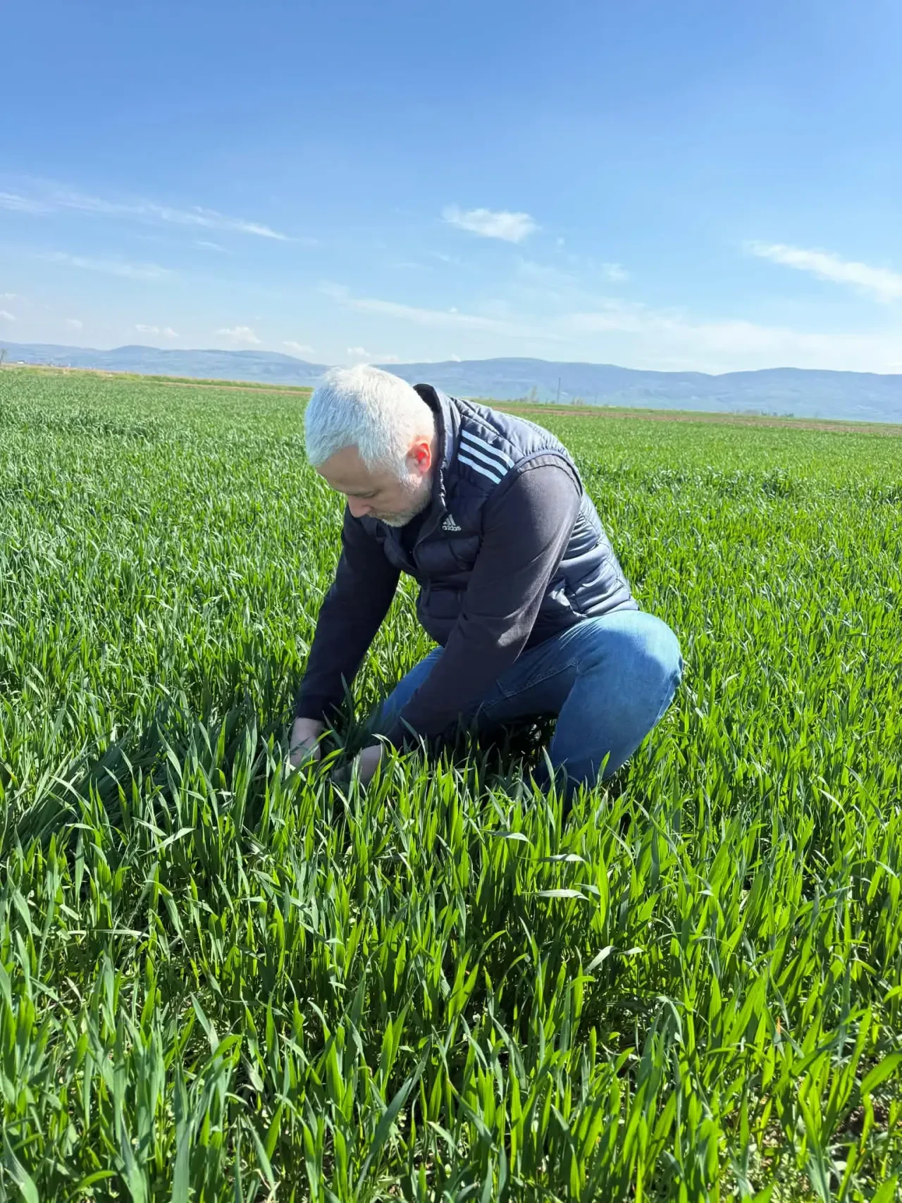 Merzifon’da Tarlalarda Tehlike: Hastalık Yayılıyor! 1