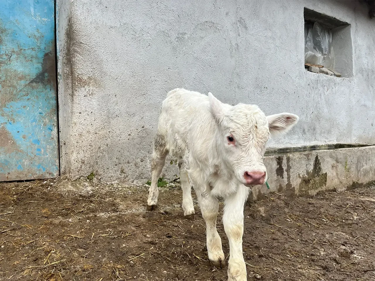 Amasya’da Suni Tohumlama Atağı 3