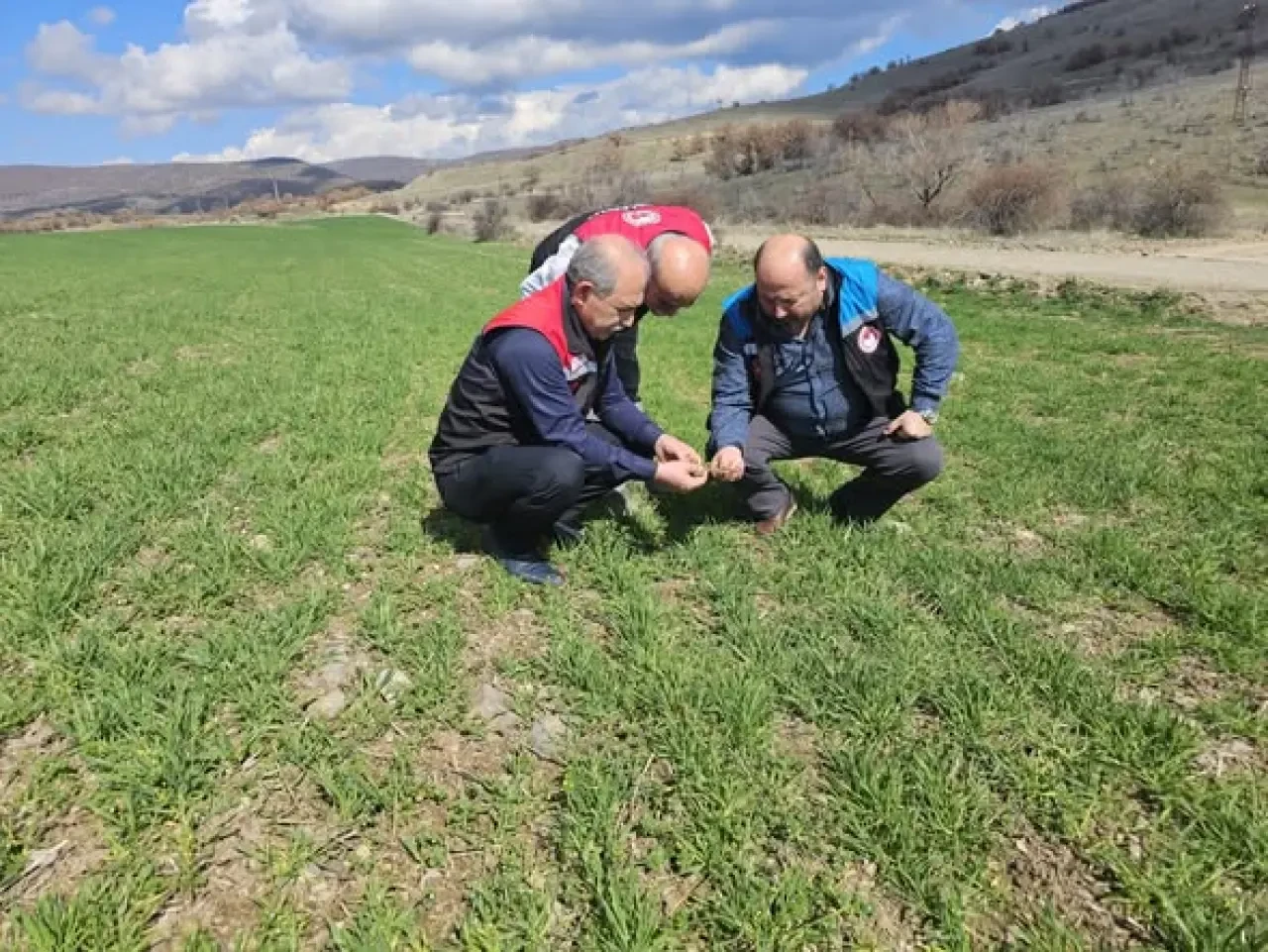 Gümüşhacıköy’de Hububat Nöbeti! 2