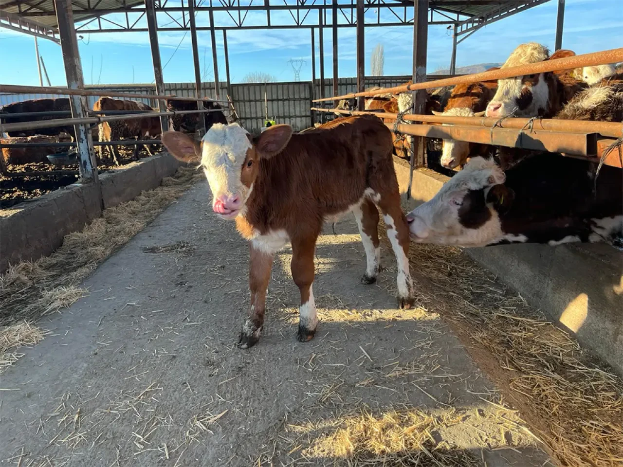 Amasya’da Suni Tohumlama Atağı 1