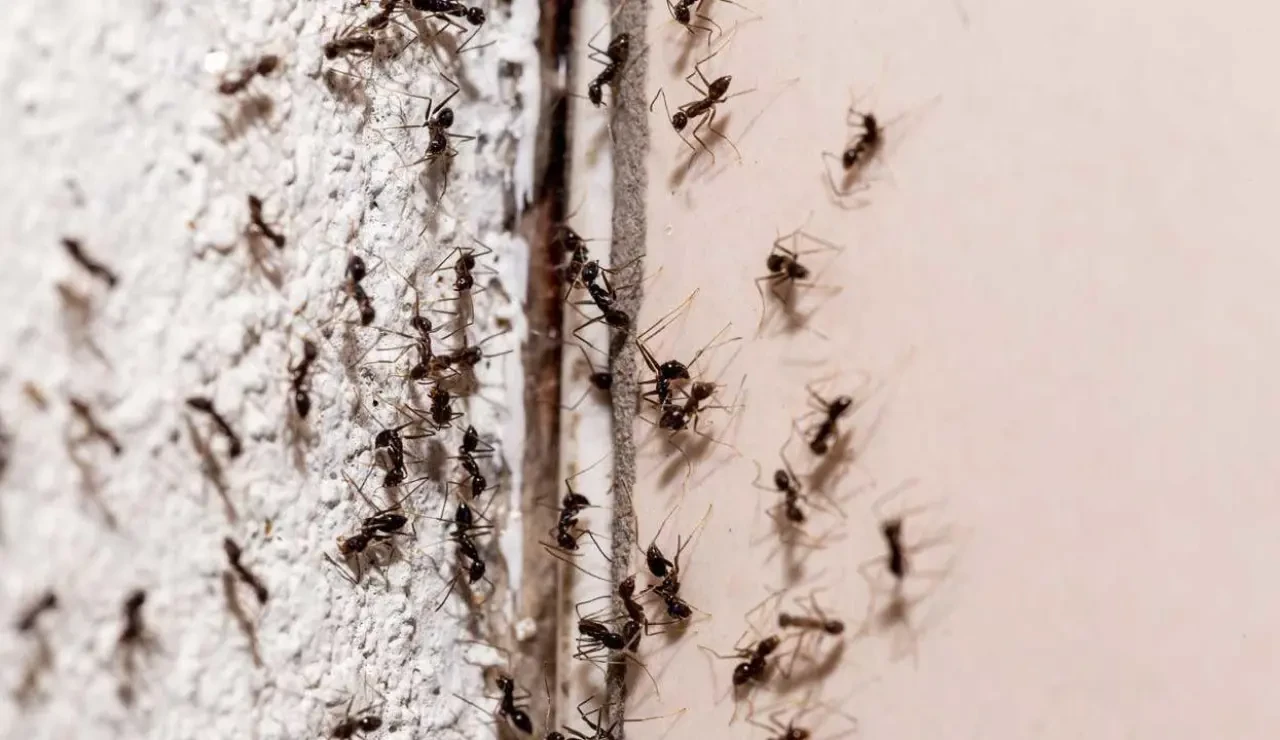 Evde Karınca Sorununa Kesin Çözüm! Bu Yöntemlerle Karıncalara Elveda Deyin 2