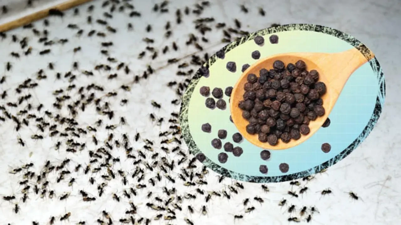 Evde Karınca Sorununa Kesin Çözüm! Bu Yöntemlerle Karıncalara Elveda Deyin 1