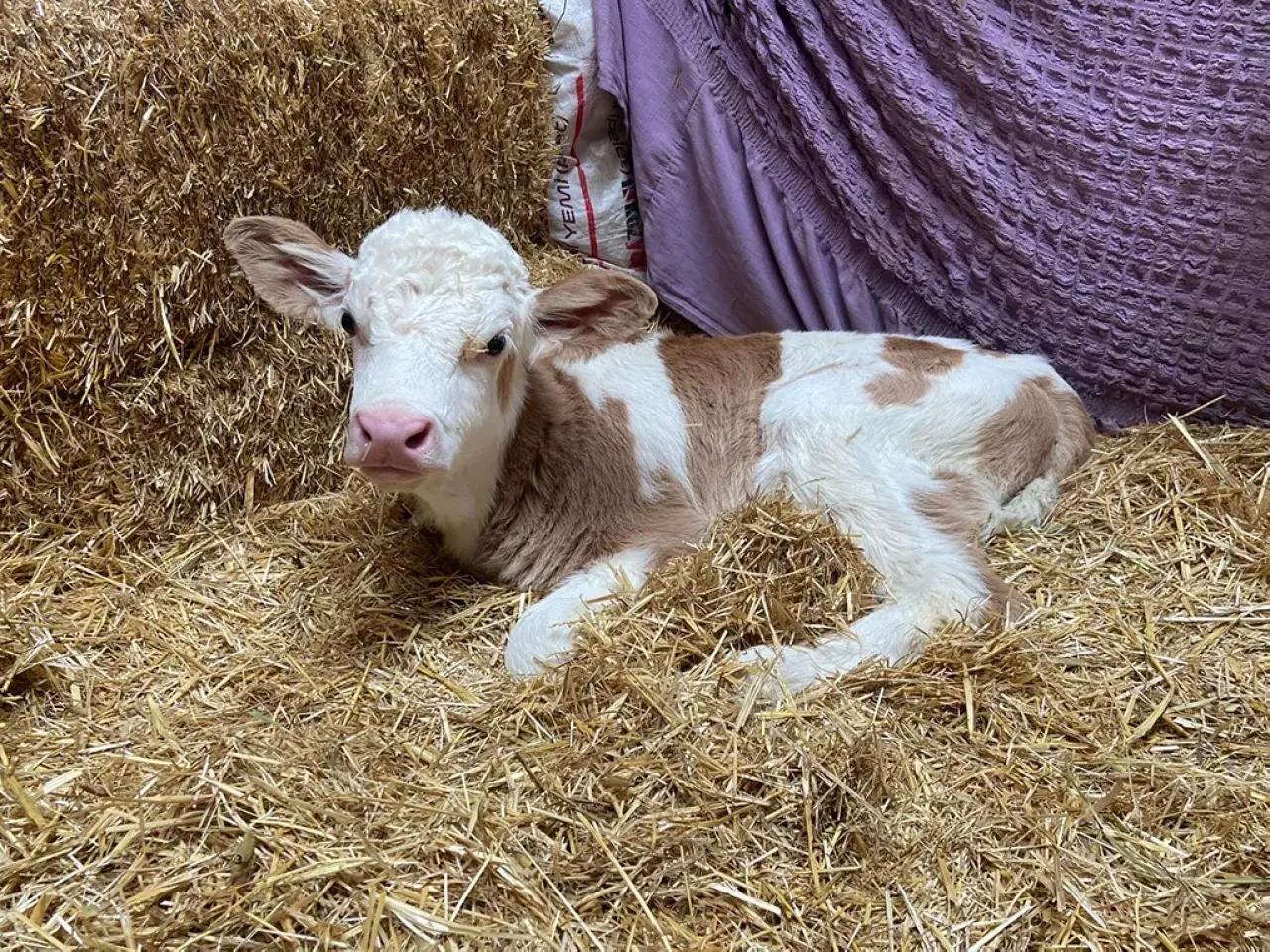Amasya’da Suni Tohumlama Atağı 6
