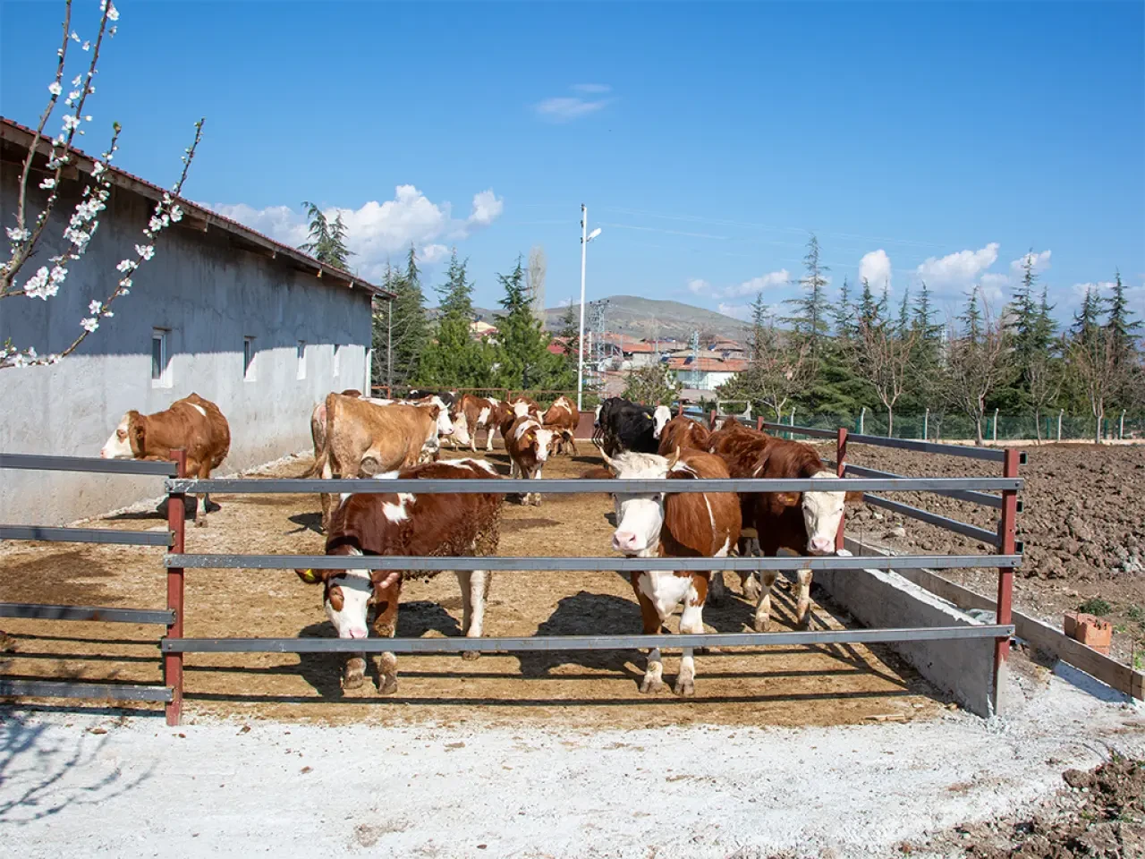 Amasya'da Yemden Verime Kritik Destek 4