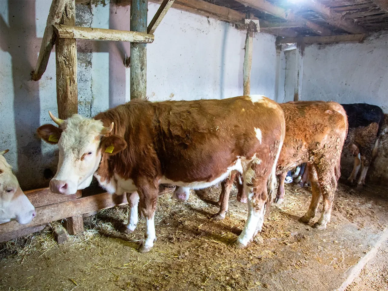 Merzifon’da Çiftçiye Hayati Dokunuş! 3