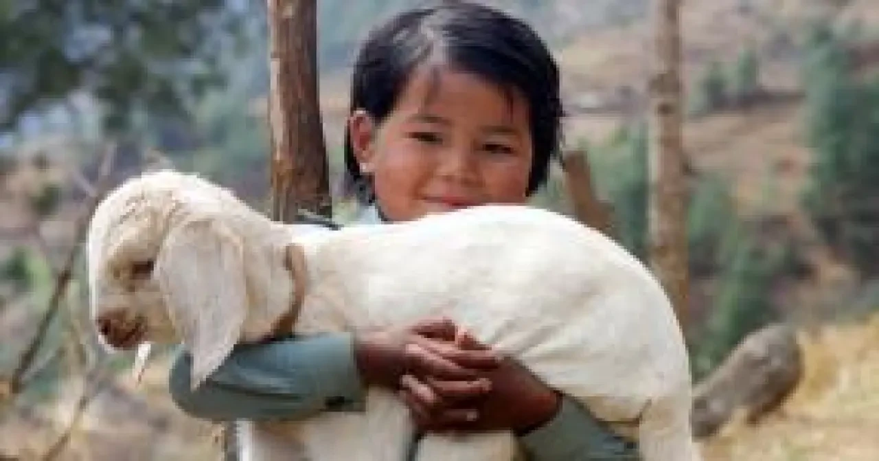 Rüyada Kuzu Görmek Ne Anlama Gelir? 3