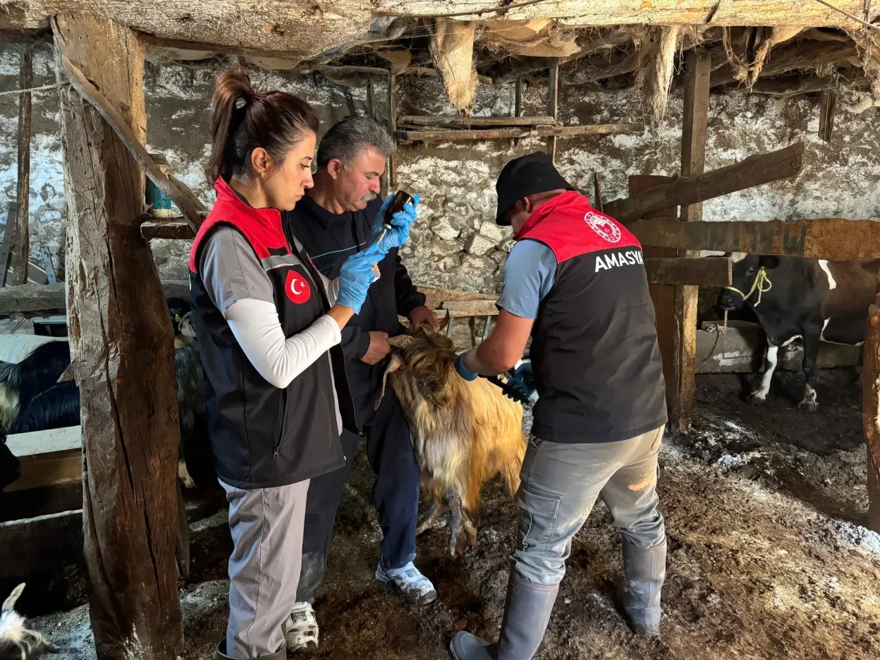 Amasya’da Küçükbaş Hayvanlara Sağlık Seferberliği 1