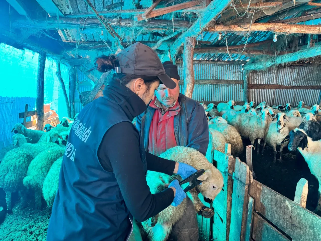 Amasya’da Küçükbaş Hayvanlara Sağlık Seferberliği 2