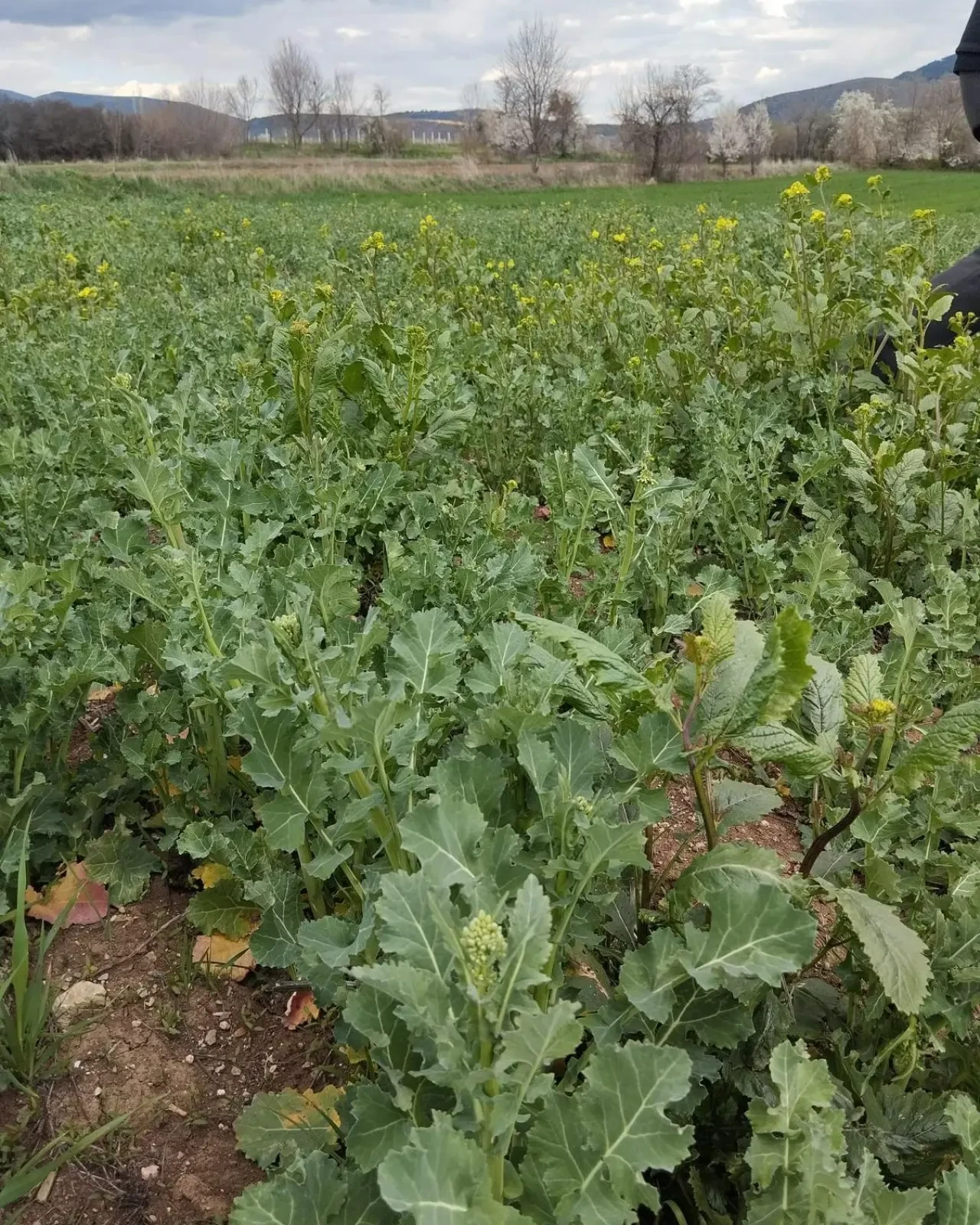 Amasya’da Kanola Tarlaları Denetlendi 3