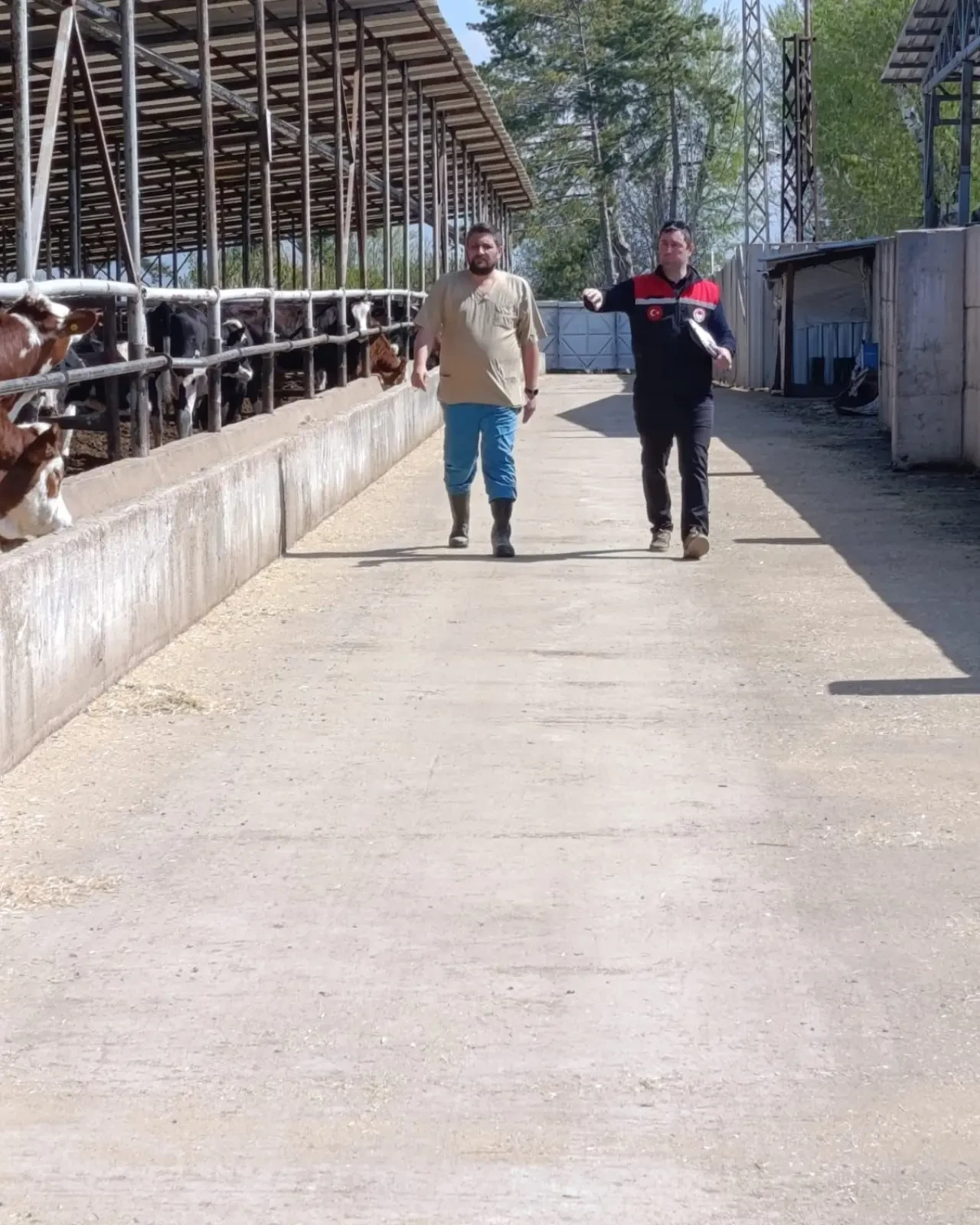 Amasya’da Hayvancılıkta Saha Atağı! 2