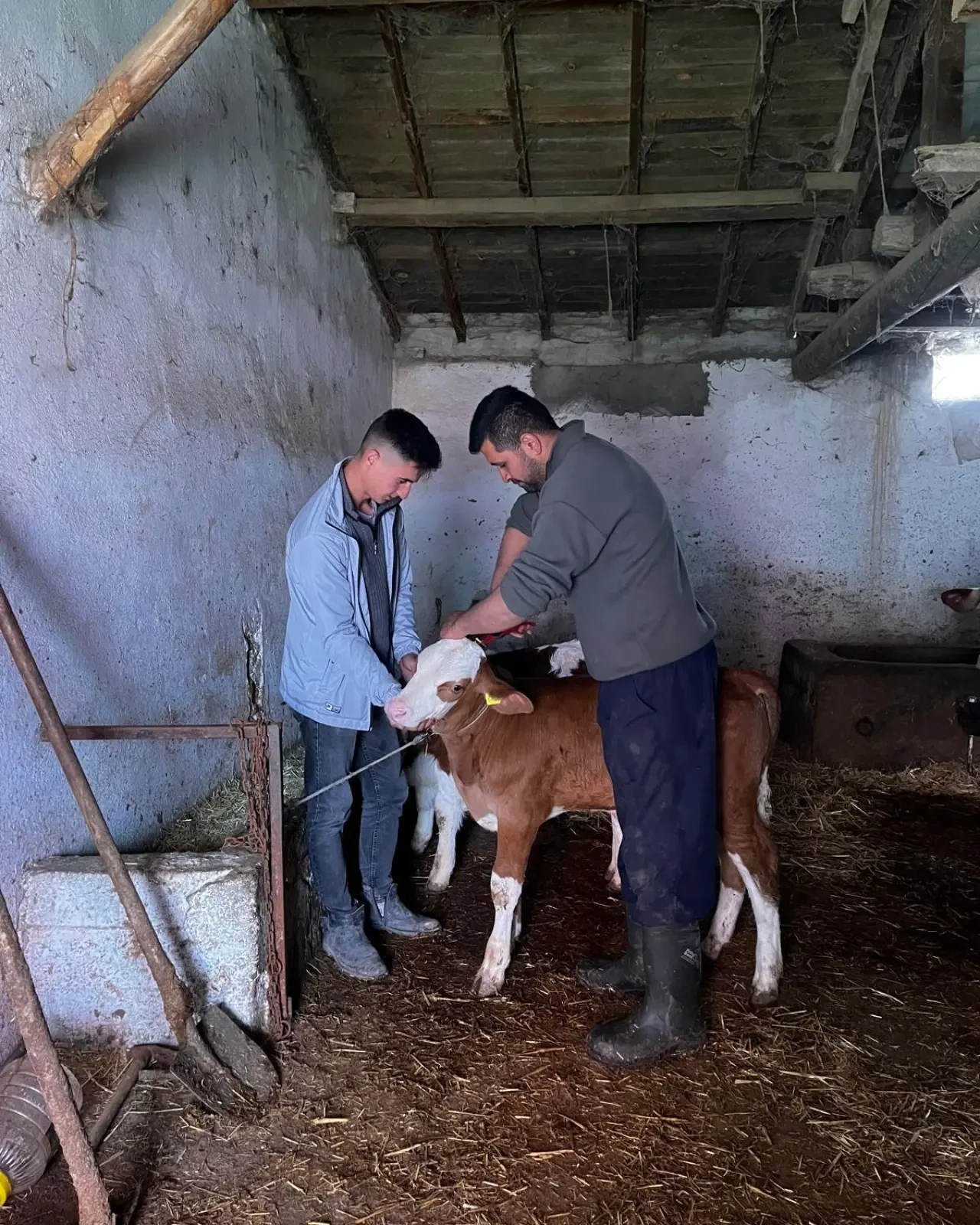 Amasya’da Hayvancılığa Dev Adım 2