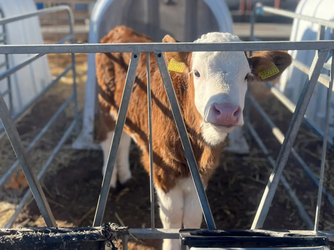 Amasya’da Hayvancılıkta Verim Hamlesi 1