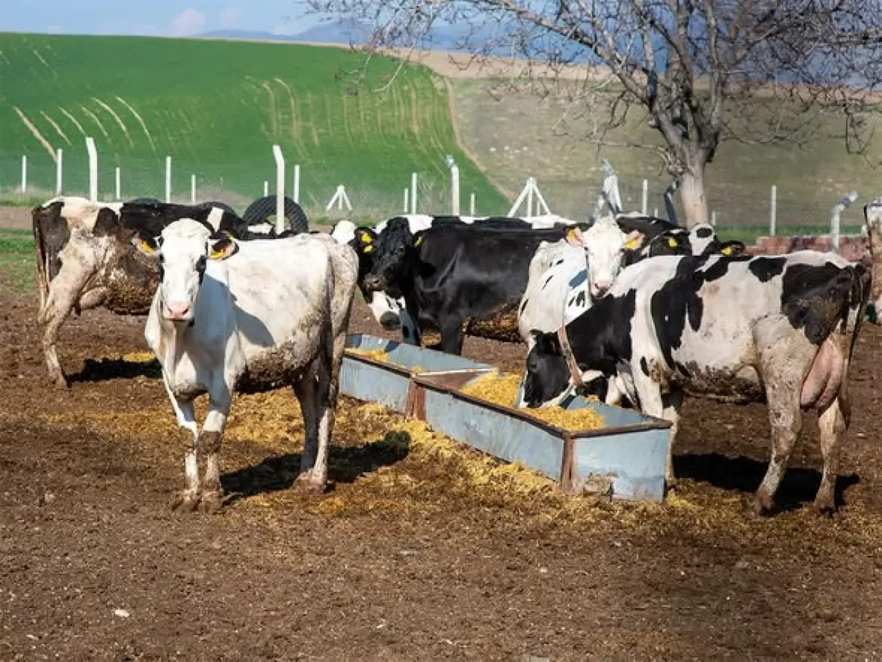 Kırsala Dönüş Başlıyor: Gençlere Maaşlı Üretim Modeli 1