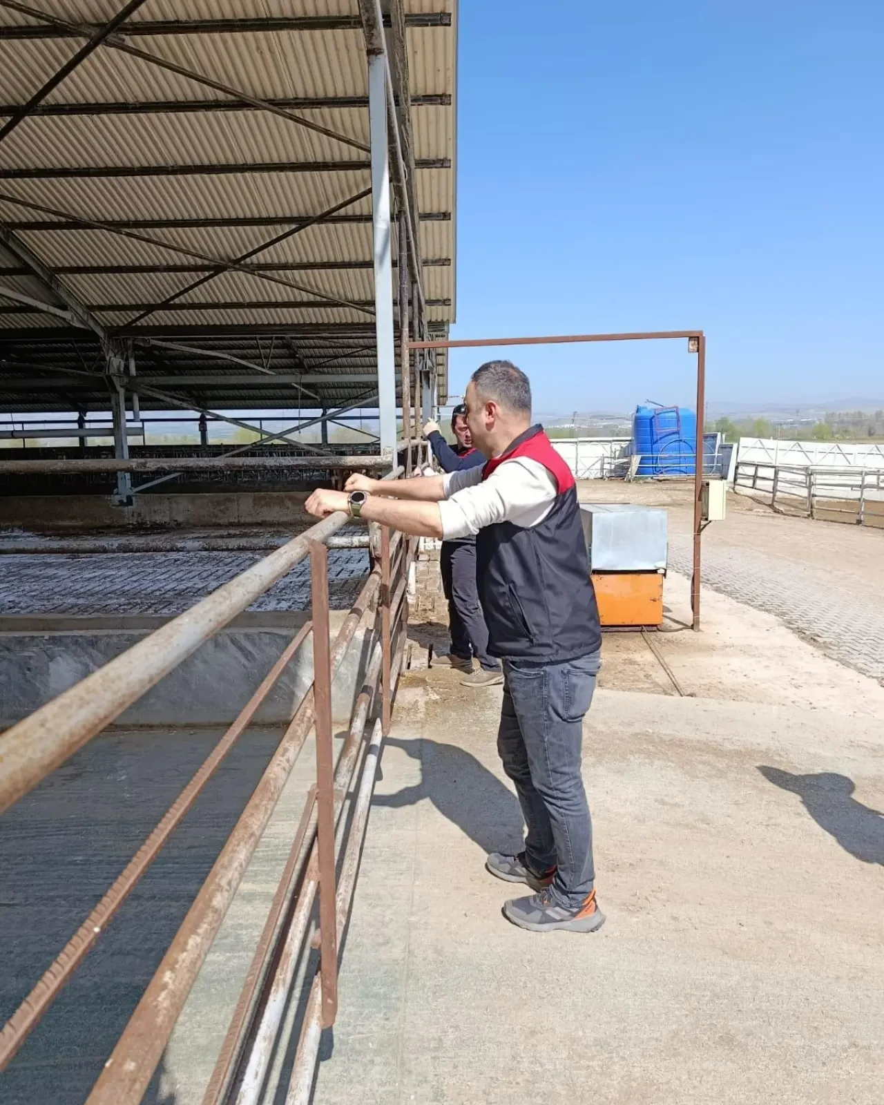 Amasya’da Hayvancılıkta Saha Atağı! 1