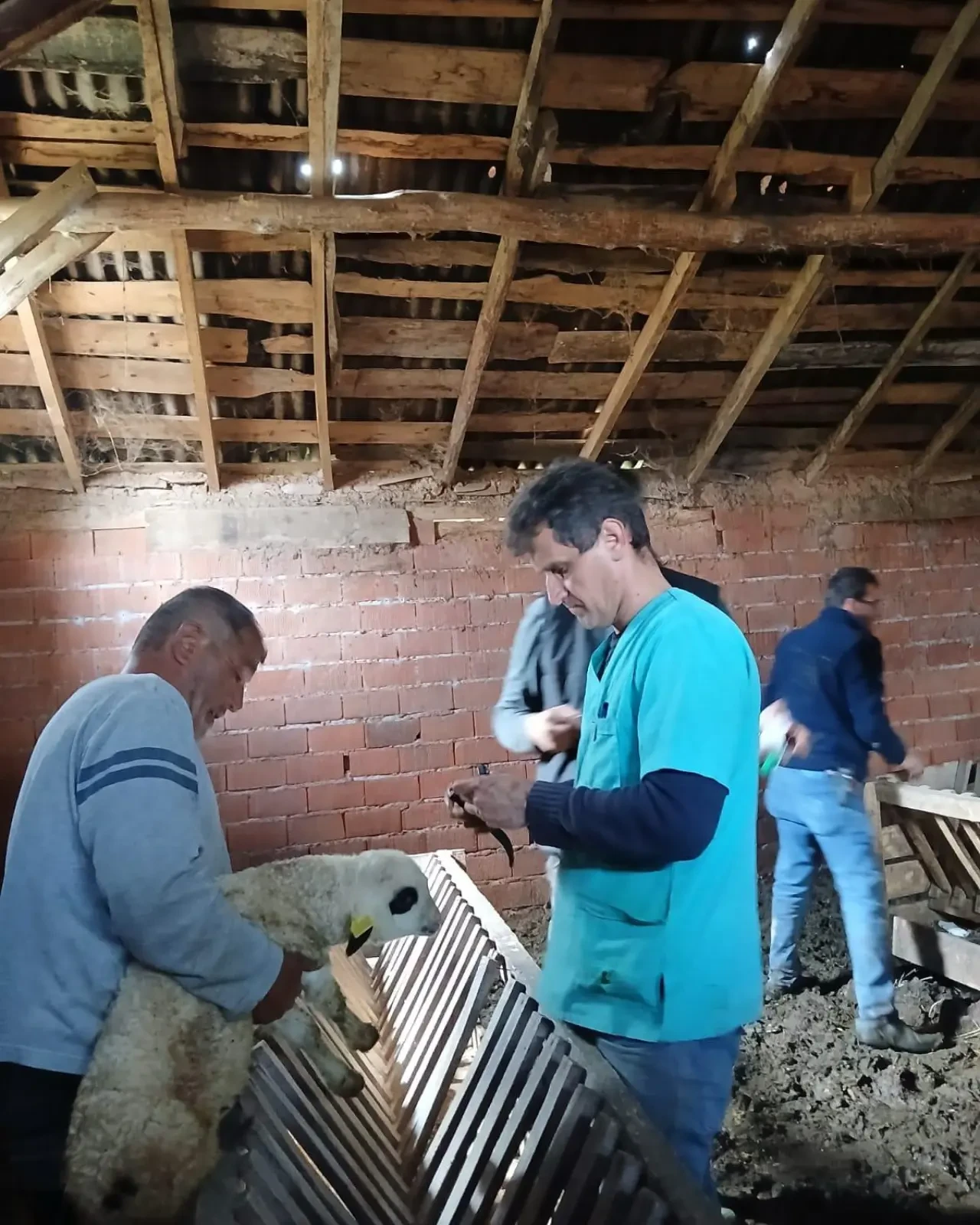 Amasya’da Küçükbaş Hayvancılığa Destek! 2