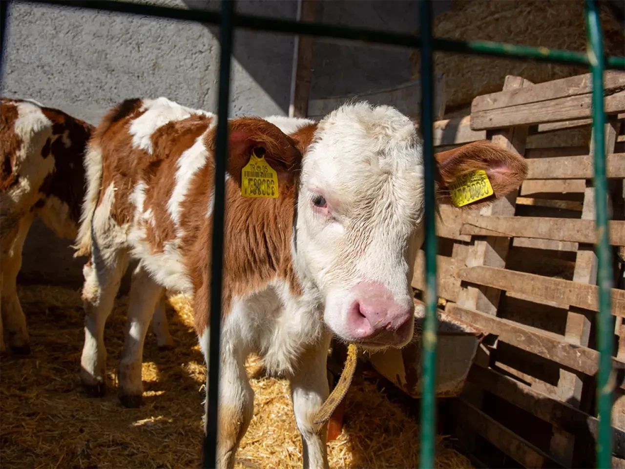 Amasya'da Yemden Verime Kritik Destek 2