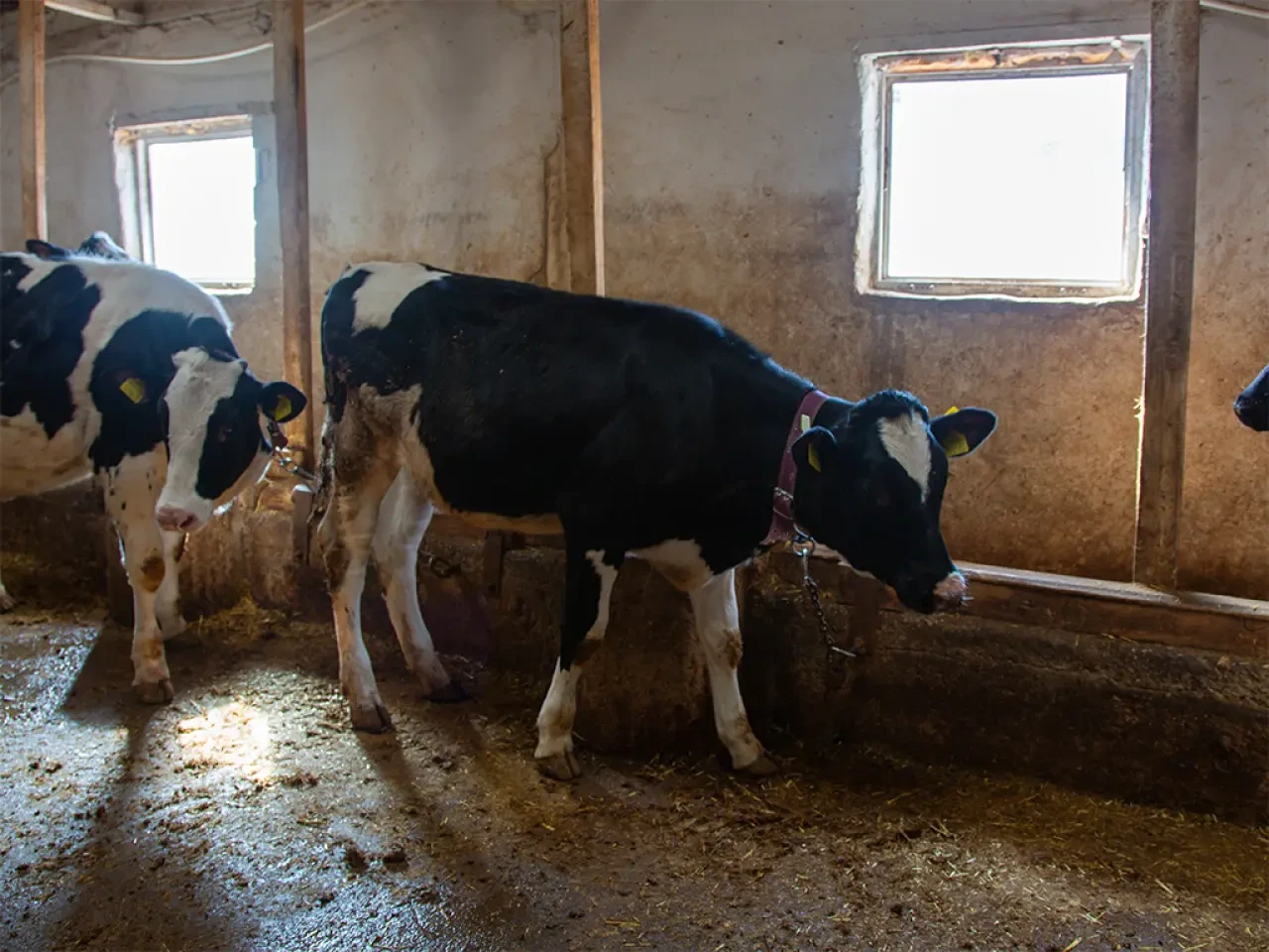 Amasya’da “Köyümde Yaşamak İçin Bir Sürü Nedenim Var” Projesi 4