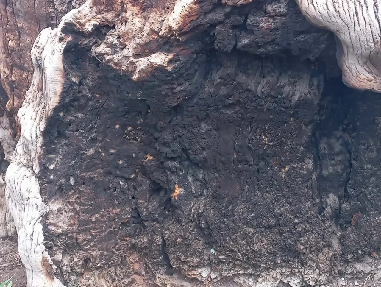 400 Yıllık Çınar Arıların Yuvası Oldu! 1