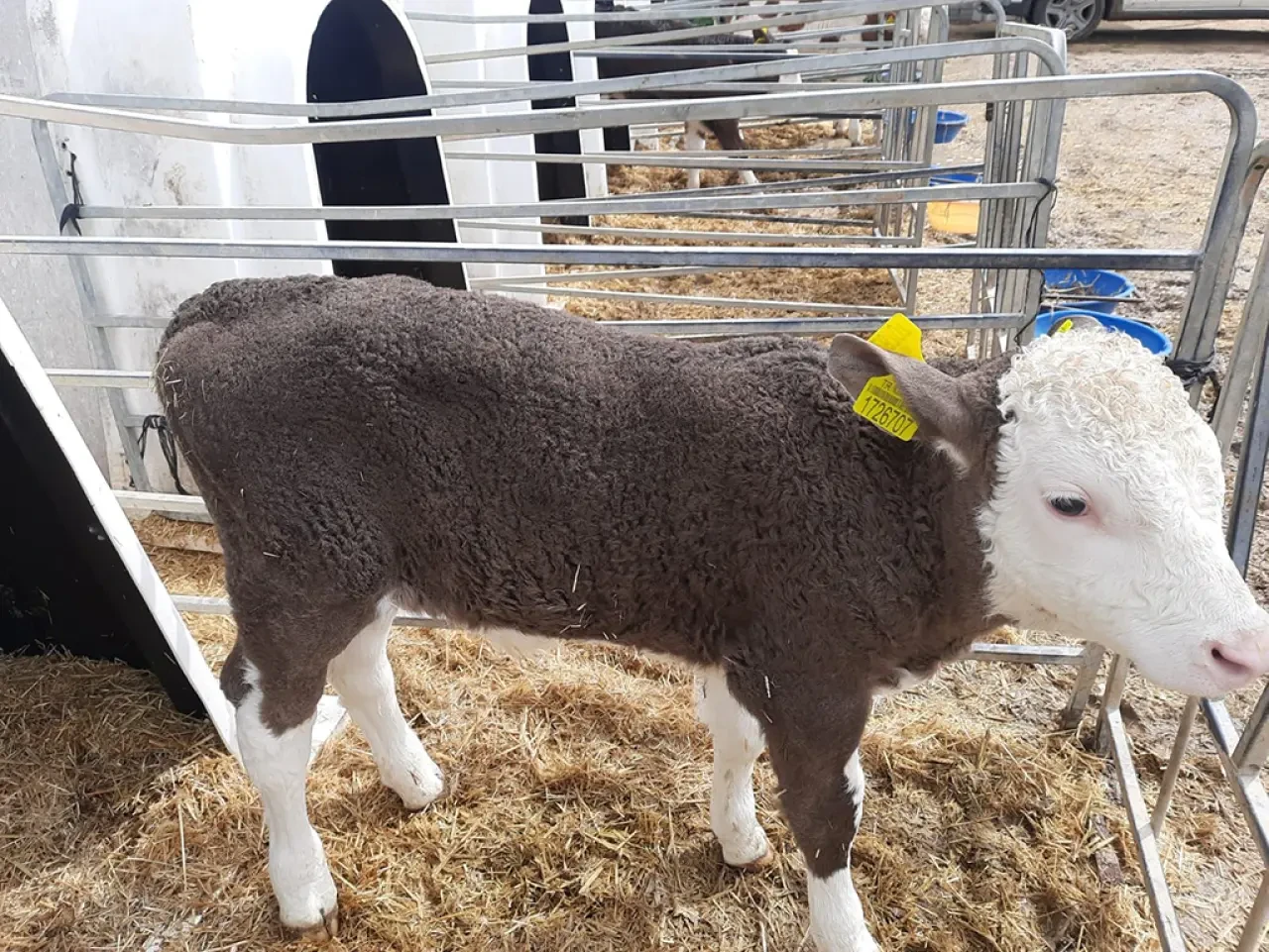 Amasya’da Hayvancılıkta Verim Hamlesi 3