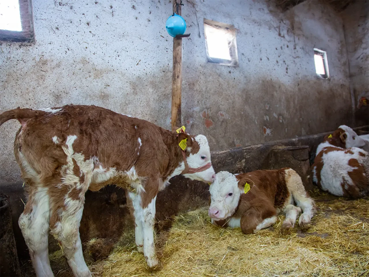 Merzifon’da Çiftçiye Hayati Dokunuş! 2