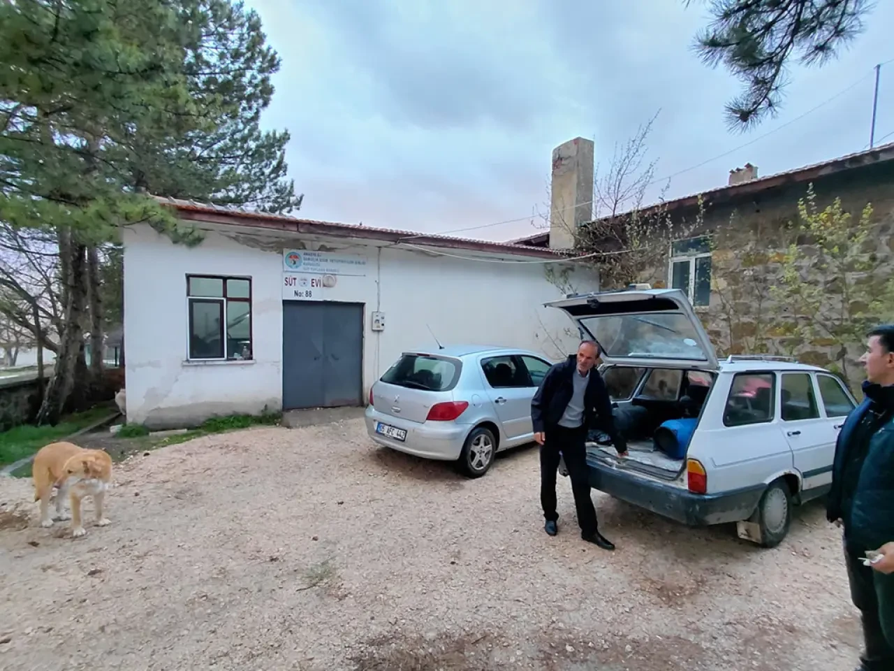 Amasya’da Süt Güvencesi Sağlanıyor 4