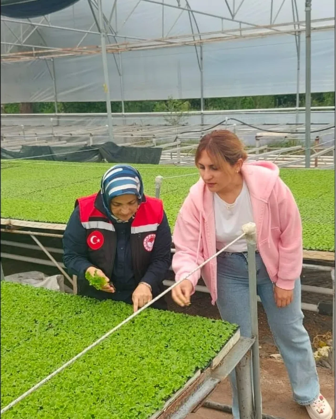 Amasya’da Tohumluk ve Fide Denetimleri Aralıksız Sürüyor