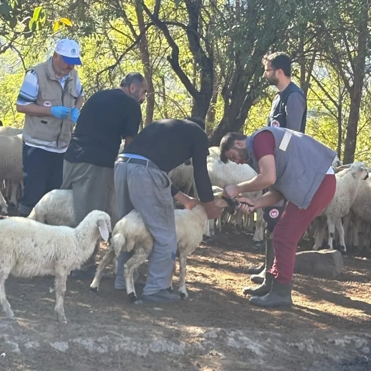 Merzifon Kamışlı’da Küçükbaşlara Sağlık Zırhı