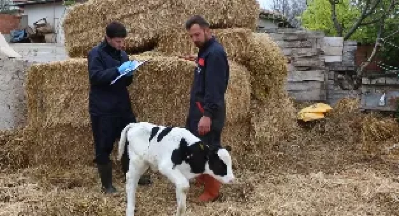 Amasya DSYB’den 40 Bini Aşan Buzağı Küpeleme Uygulaması