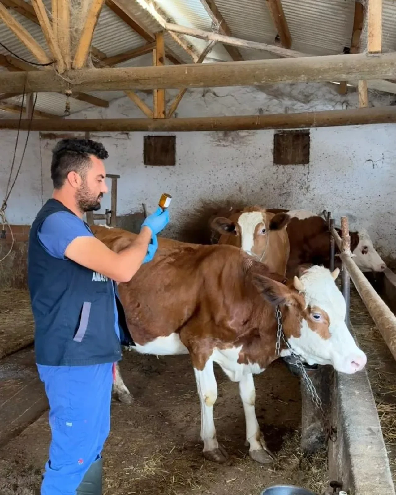 Amasya’da Şap Aşısı Uygulamaları Aralıksız Devam Ediyor