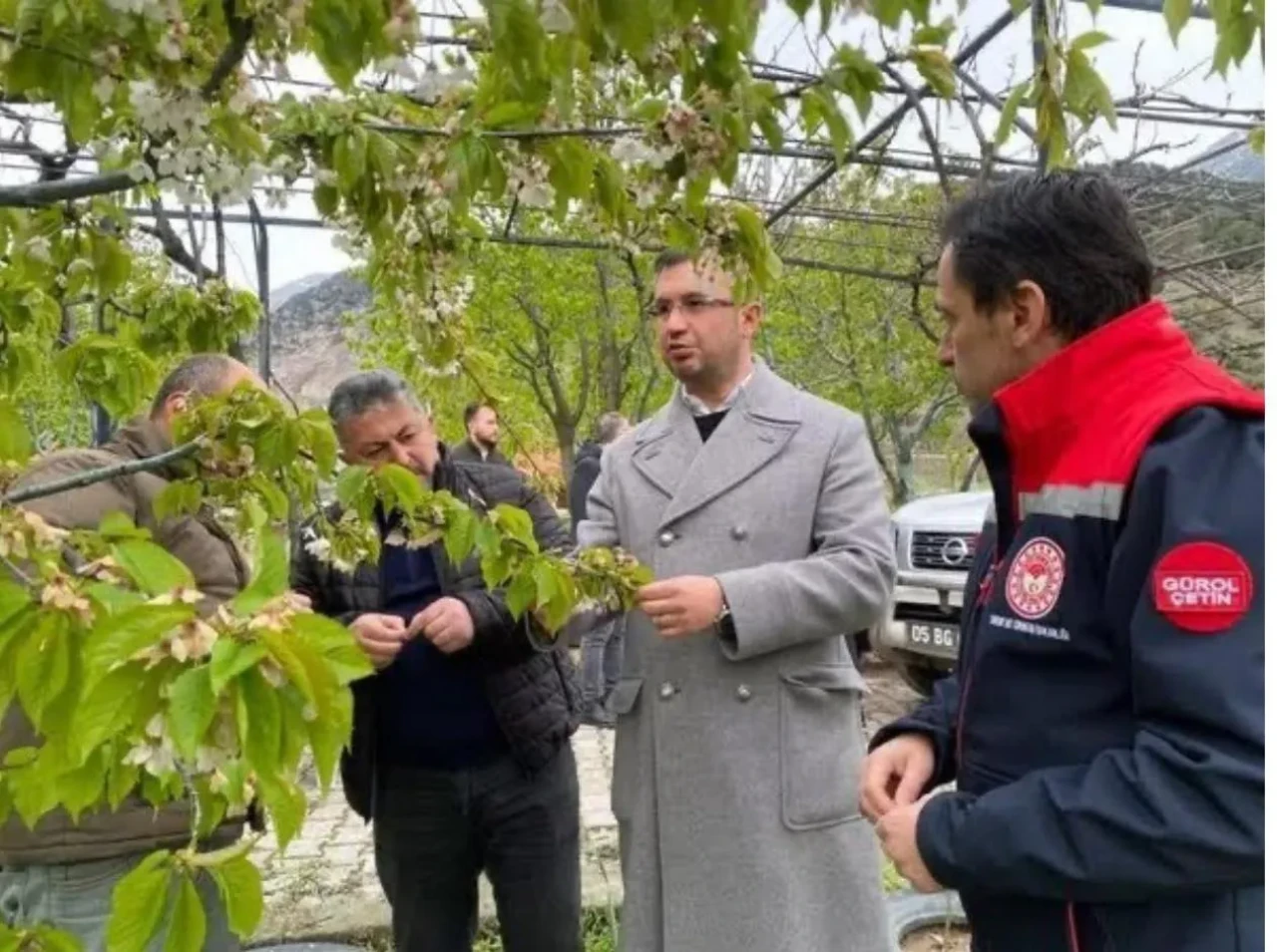 Amasya’da Zirai Don Desteği Ödemeleri Başladı