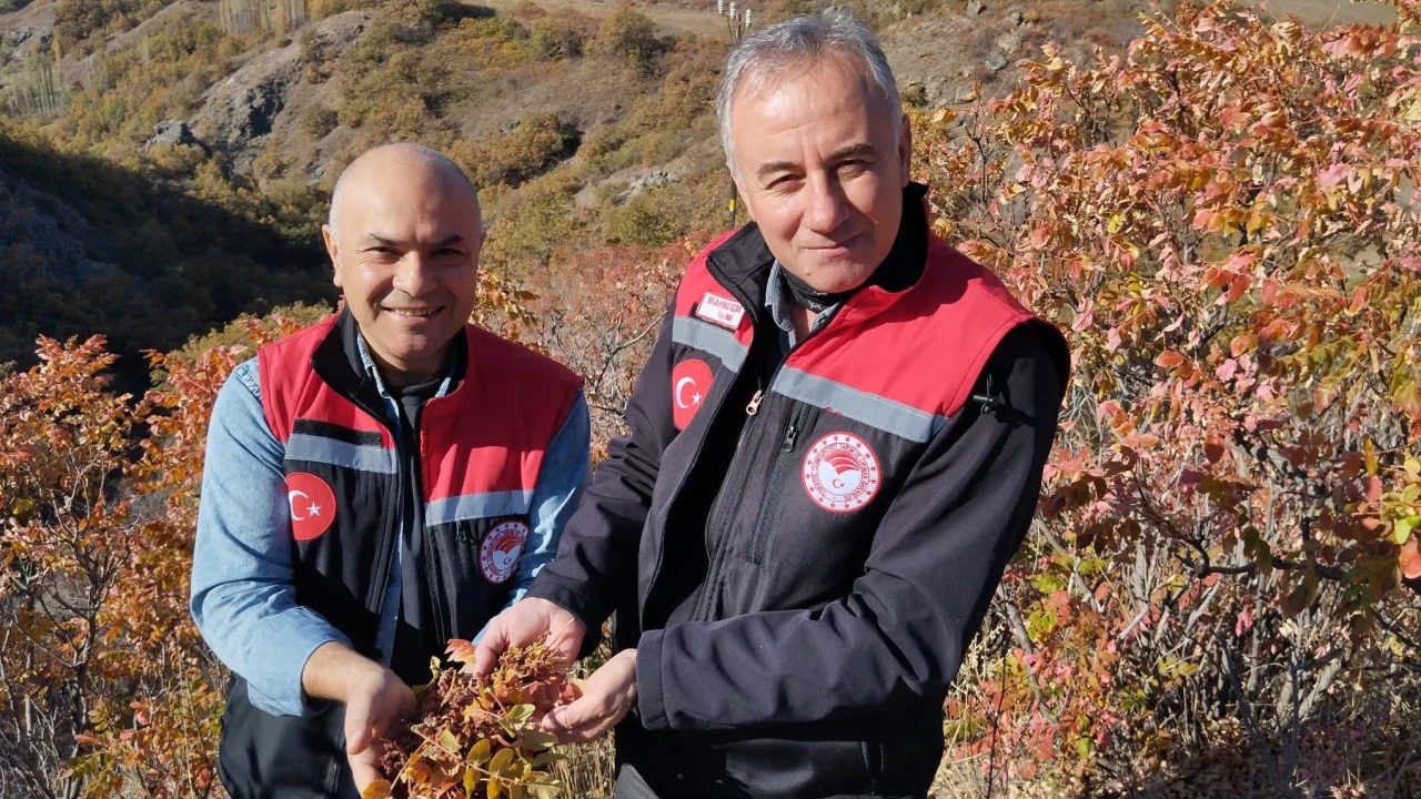 Hamamözü’nde Doğal Sumak Hasadı Başladı