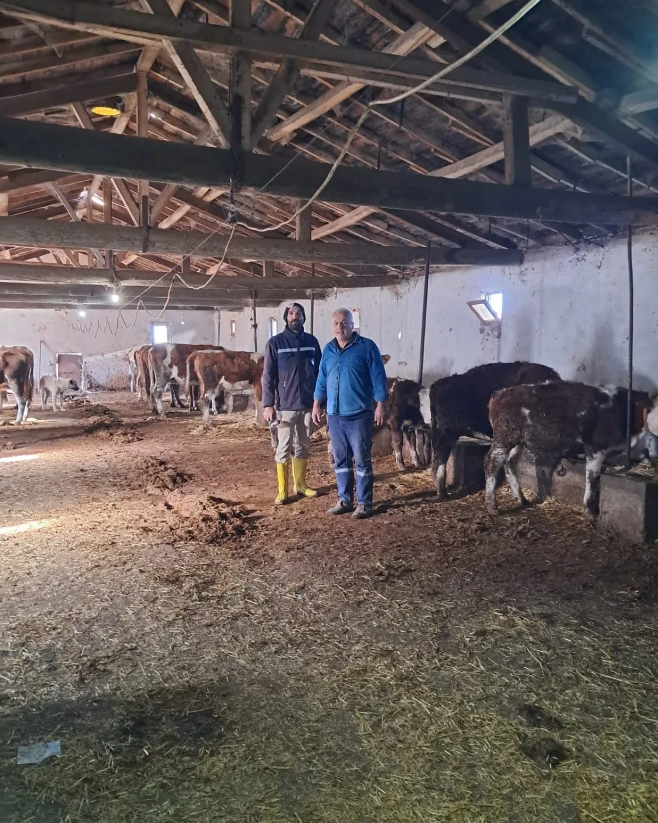 Hamamözü'nde Şap Aşısı Çalışmaları Aralıksız Sürüyor