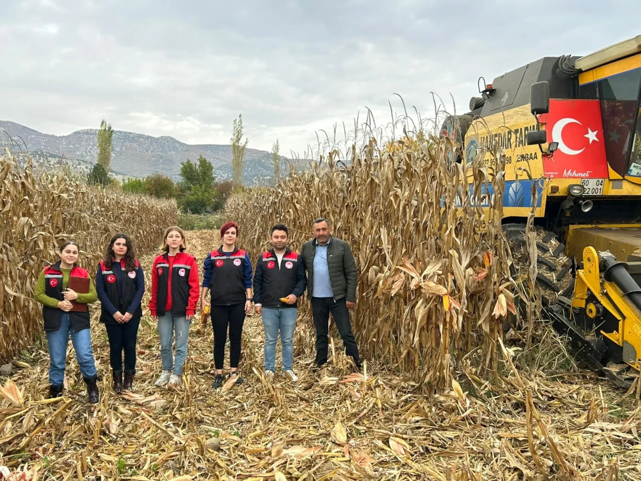 Göynücek’te Danelik Mısır Hasadı Gerçekleştirildi