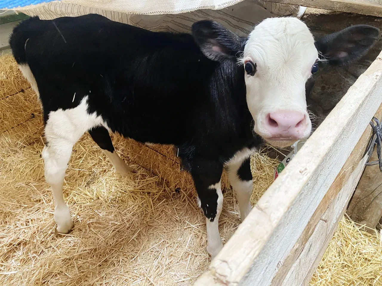 Amasya DSYB’den Dişi Buzağı Başarısı!