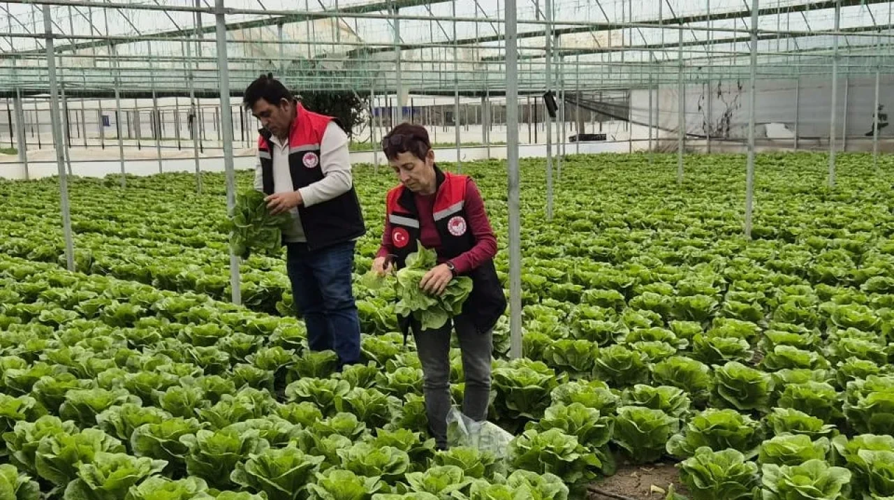 Amasya’da Hasat Öncesi Pestisit Denetimleri Devam Ediyor