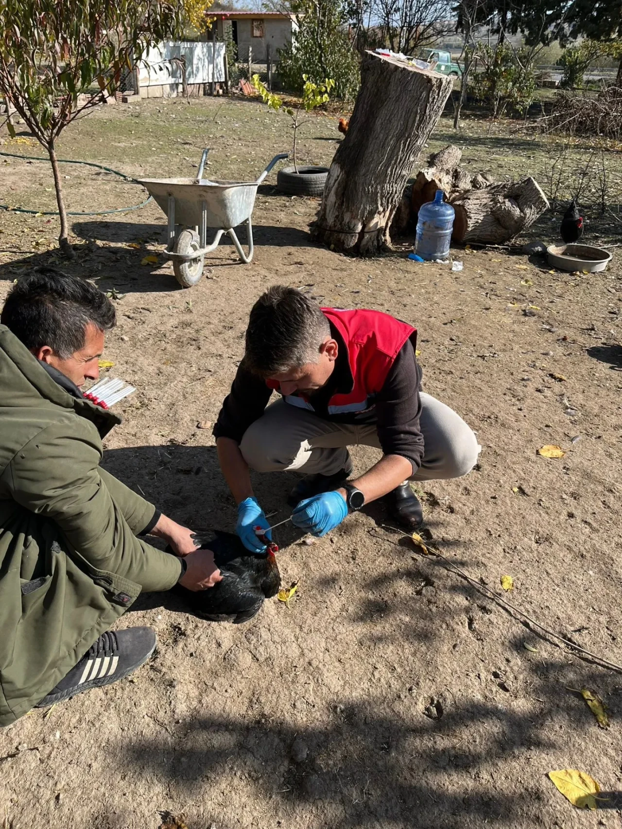 Merzifon’da Kanatlı Hayvan Sağlığı