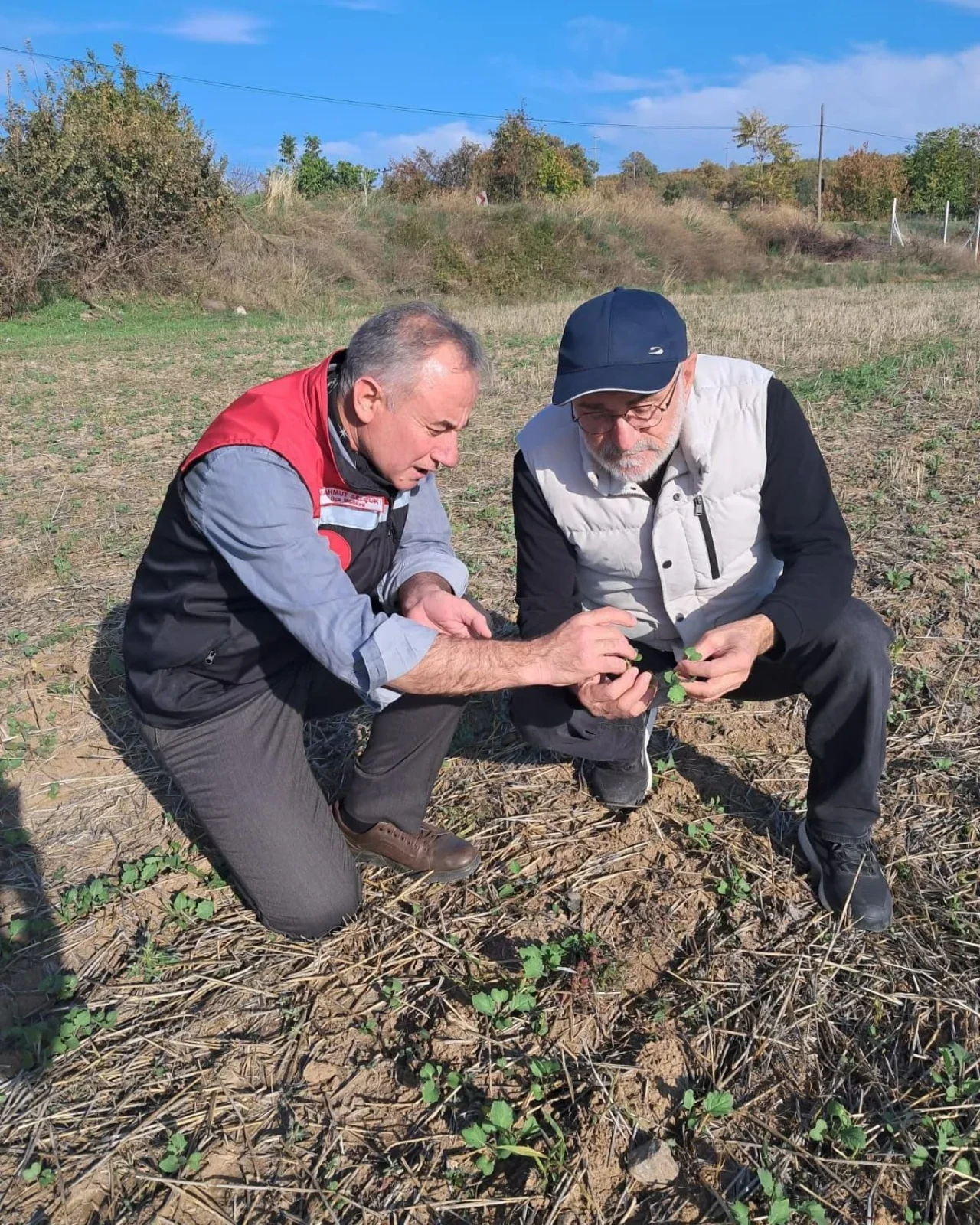 Hamamözü’nde Kanola Devrimi