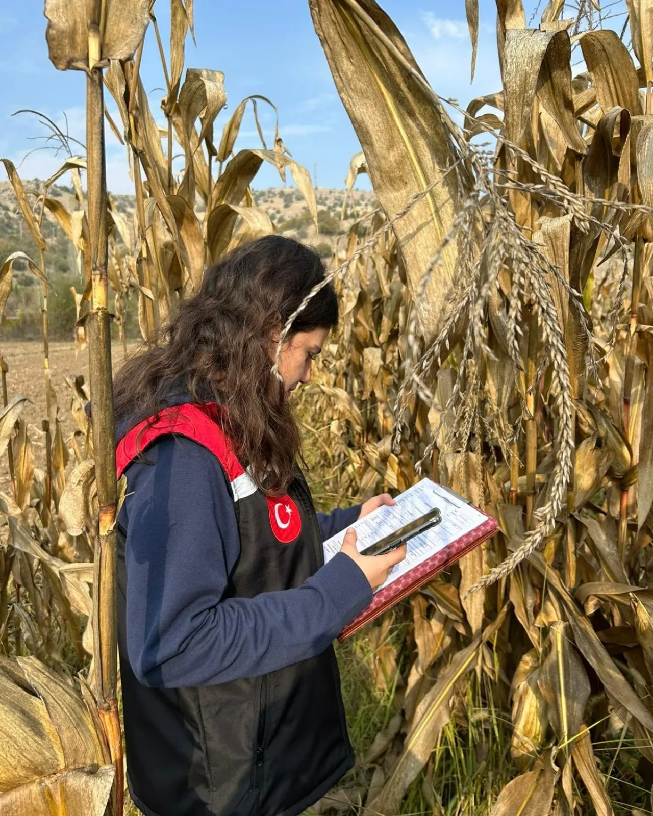 Göynücek’te Hasat Mesaisi Başladı