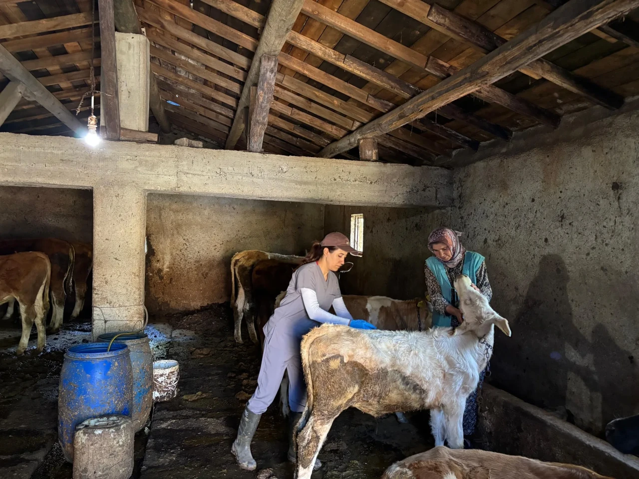 Hayvan Sağlığında Yoğun Mesai: Gümüşhacıköy’de Aşılama Seferberliği