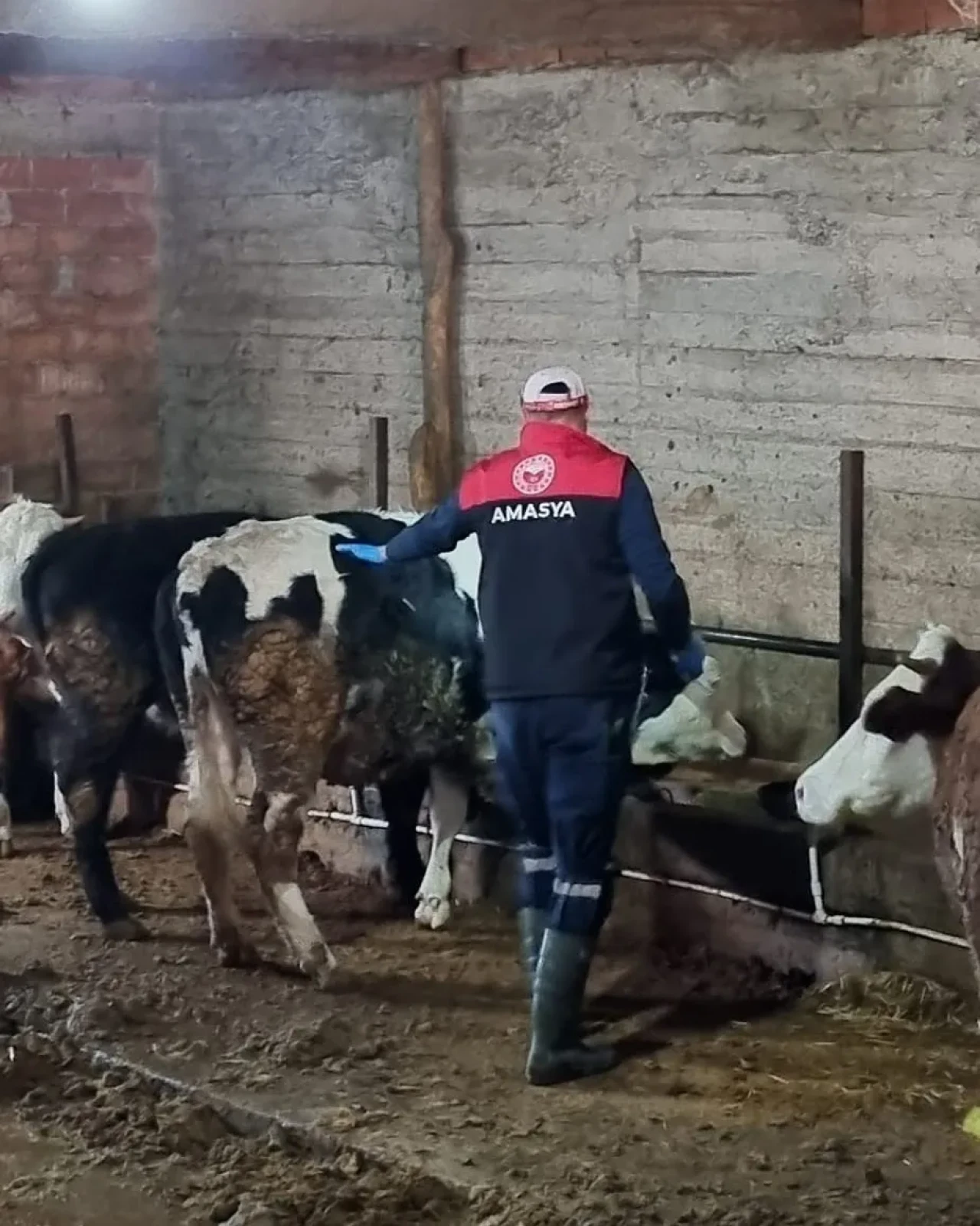 Şap Aşılama Çalışmaları Devam Ediyor