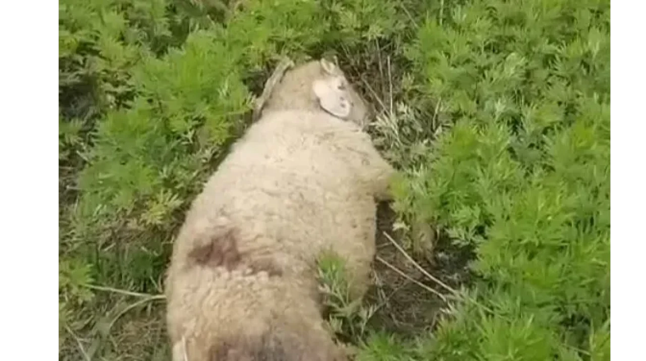 Başıboş köpekler 2 küçükbaş hayvanı telef etti