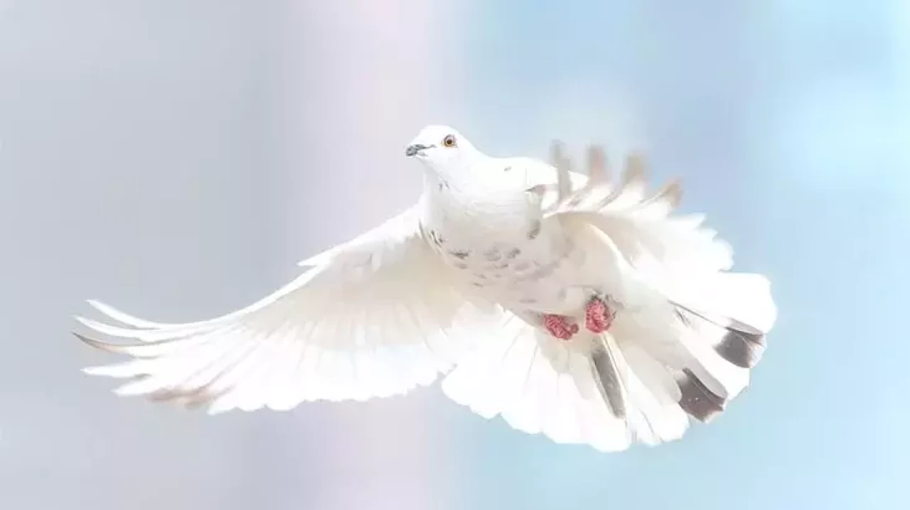 Rüyada Güvercin Görmek Ne Demek? Beyaz Güvercin Sevmek Ne Anlama Gelir?