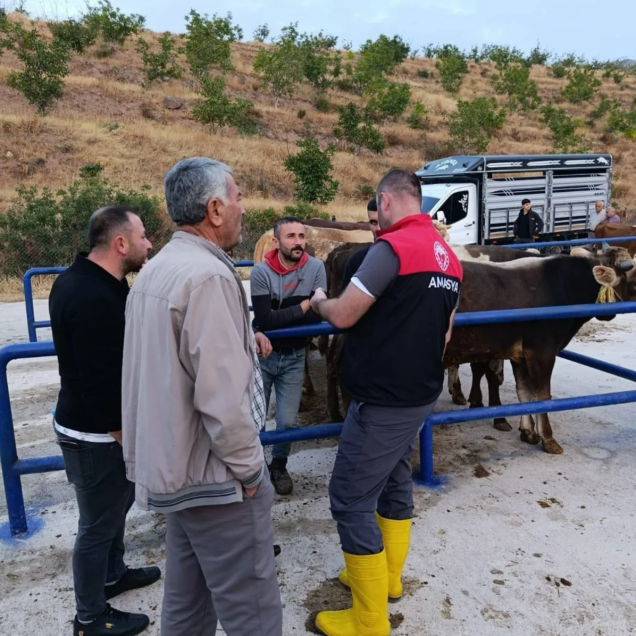 Amasya’da Hayvan Pazarı Denetimleri Aralıksız Sürüyor