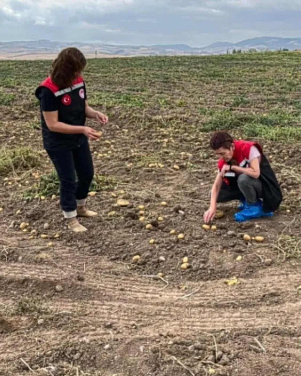 Merzifon’da Patates Siğiline Karşı Önlem